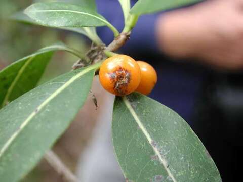 Plancia ëd Psychotria mariniana (Cham. & Schltdl.) Fosberg