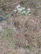 Image of hyssopleaf thoroughwort