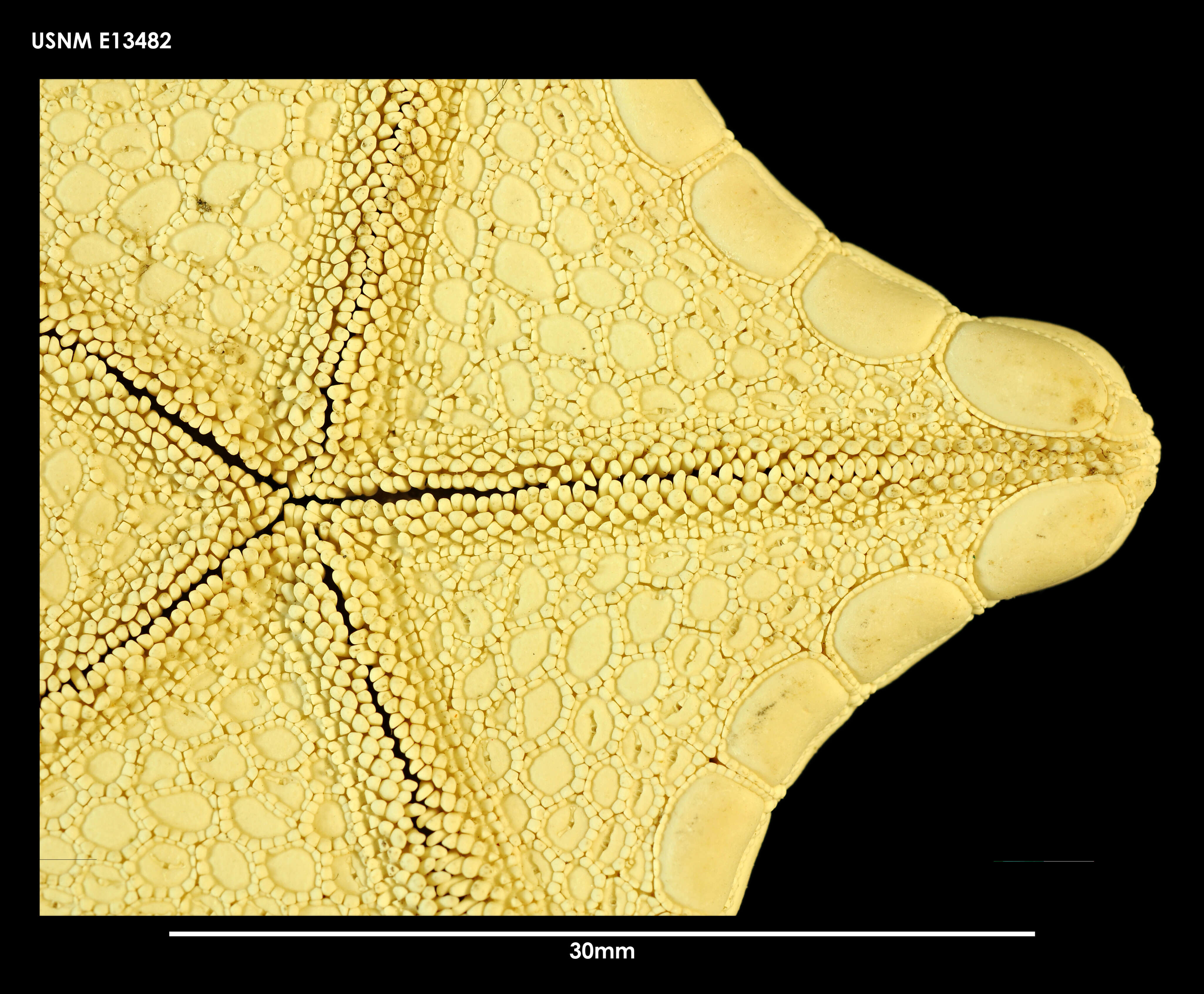 Image of Pentagonaster pulchellus Gray 1840