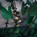 Plancia ëd Bauhinia guianensis Aubl.