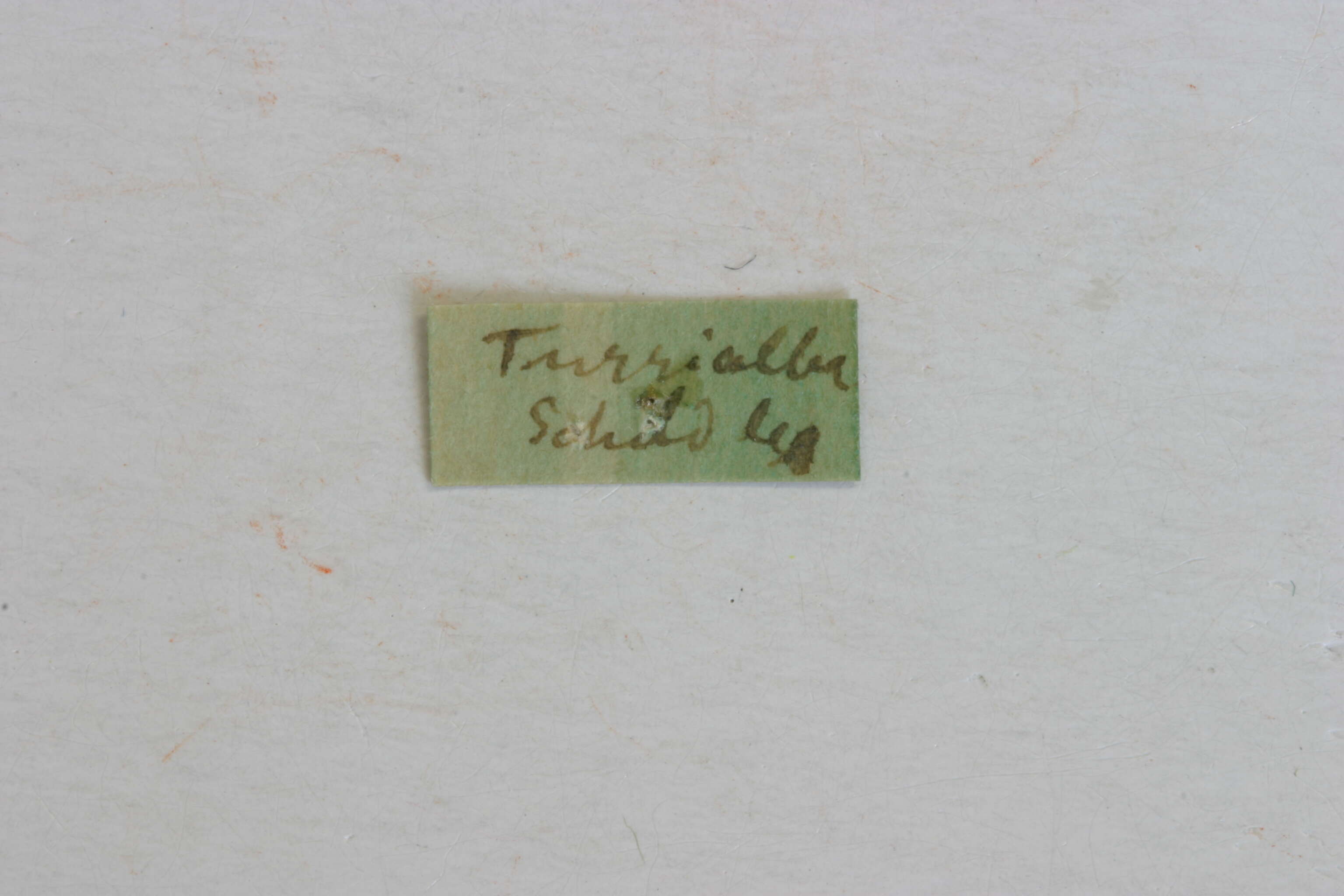 Image of Odontocera scabricollis Melzer 1935