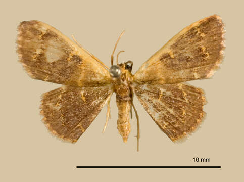 Image of <i>Calyptocome penthemaria</i> Dyar