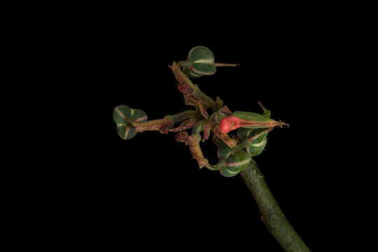 Image of Euphorbia cymbifera (Schltdl.) V. W. Steinm.