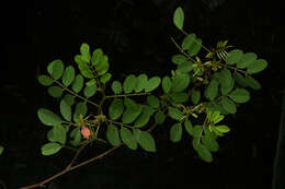 Indigofera lancifolia Rydb.的圖片