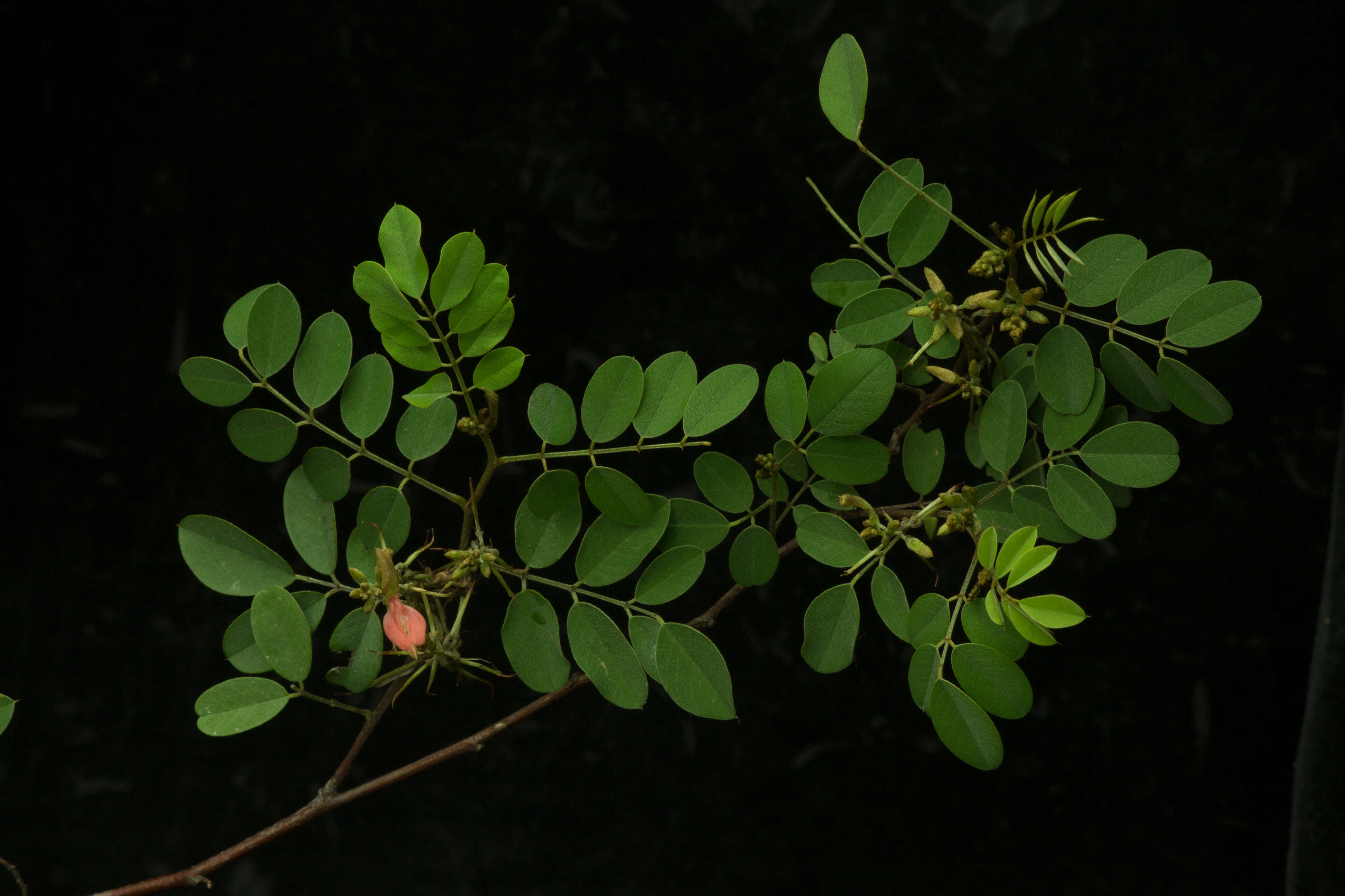 Indigofera lancifolia Rydb.的圖片