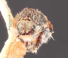 Image of Stenoclyptus