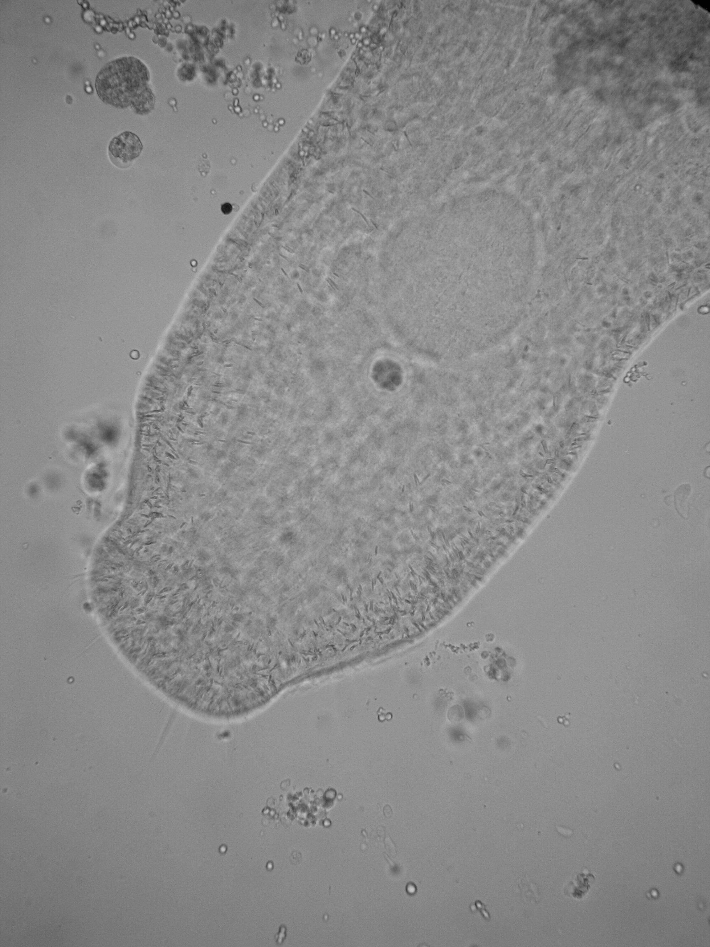 Image of Xenotoplana Ax, Weidemann & Ehlers 1978