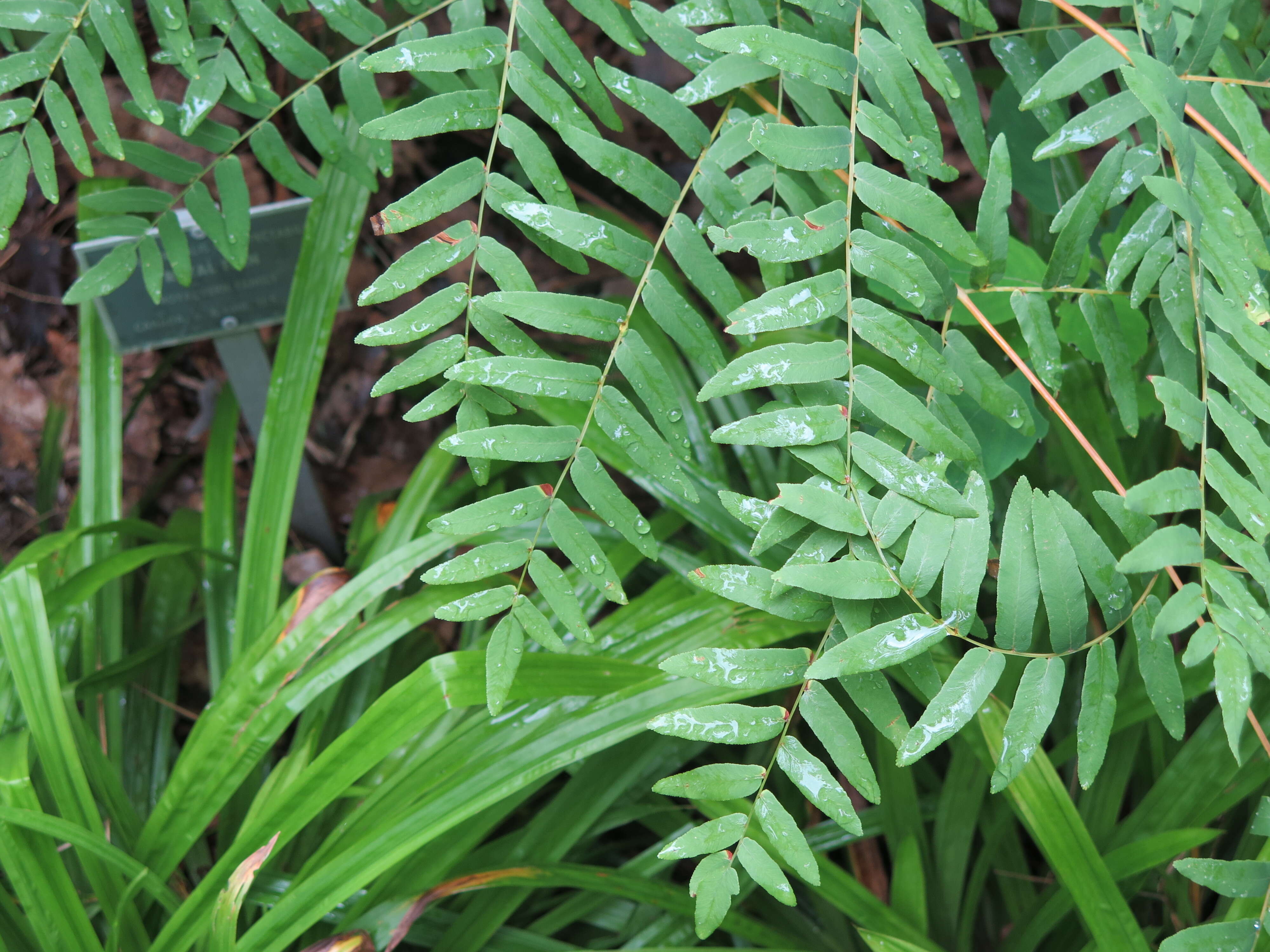 Слика од Osmunda spectabilis Willd.