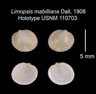 Image of Limopsis mabilliana Dall 1908