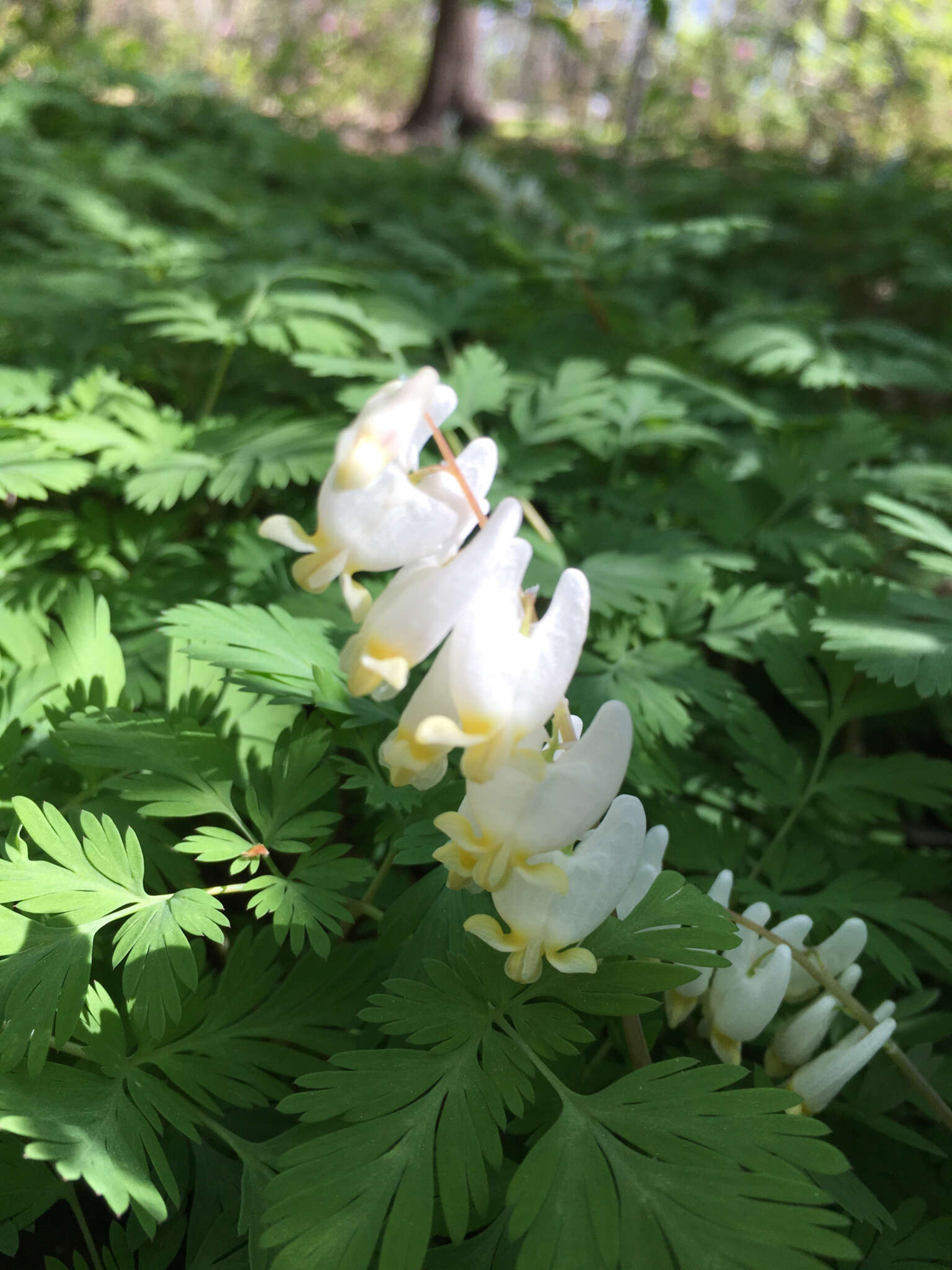 Image of Dicentra Bernh.