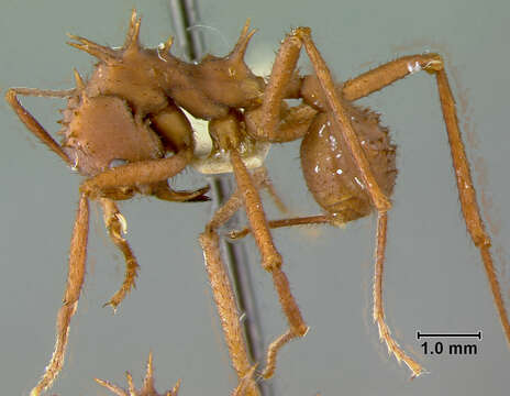 Image of Acromyrmex octospinosus (Reich 1793)