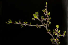 Image of Bursera schlechtendalii Engl.