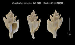 Image of Boreotrophon multicostatus (Eschscholtz 1829)