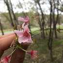 Image of Prunus L.