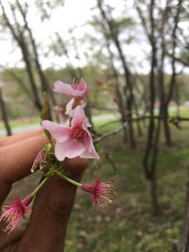 صورة Prunus L.