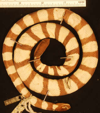 Hydrophis hardwickii (Gray 1835)的圖片