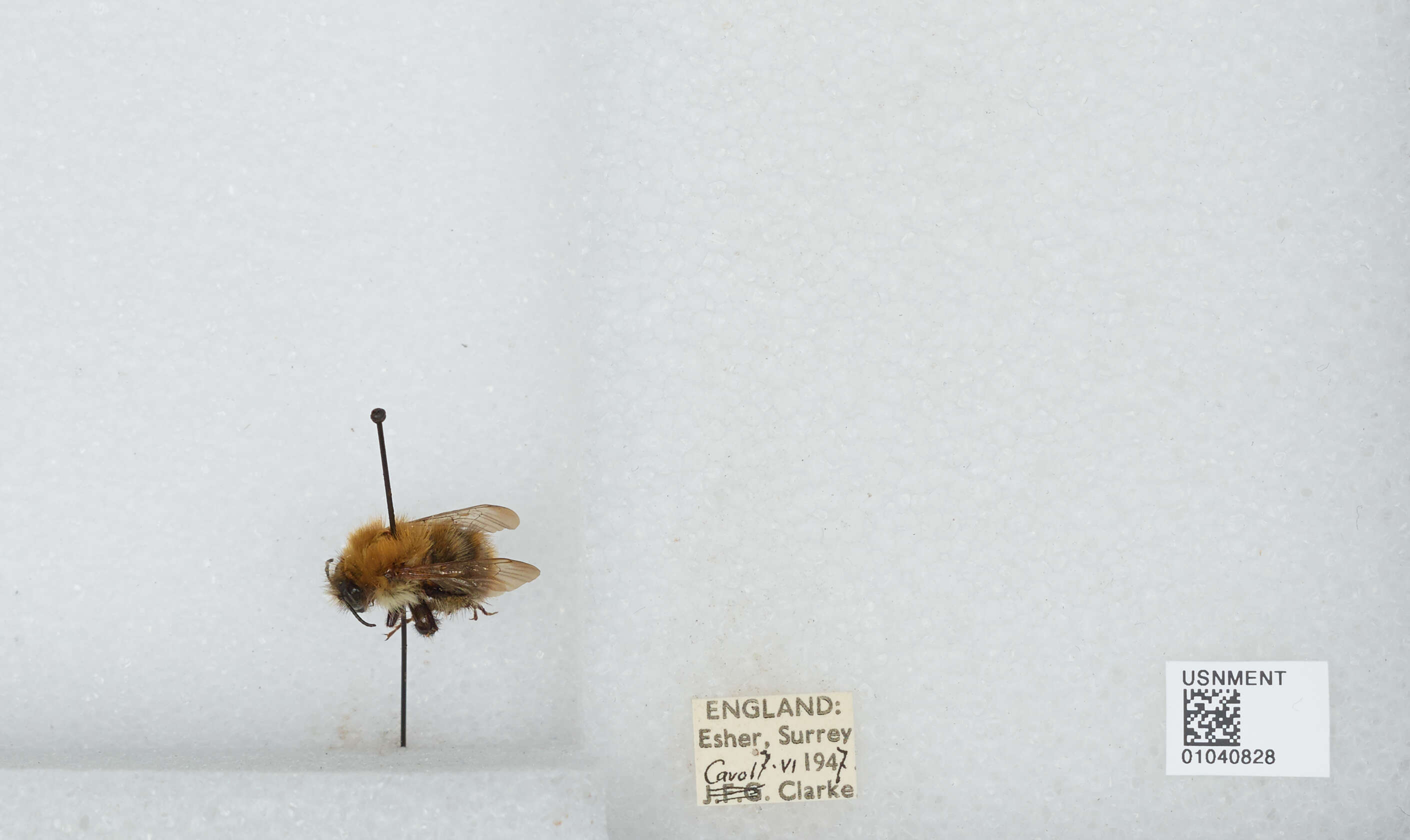 Image of Common carder bumblebee