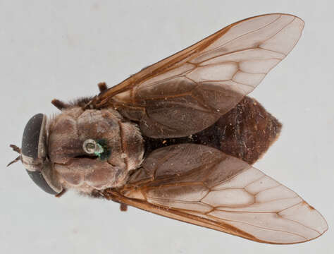 Image of Tabanus subniger Coquillett 1906