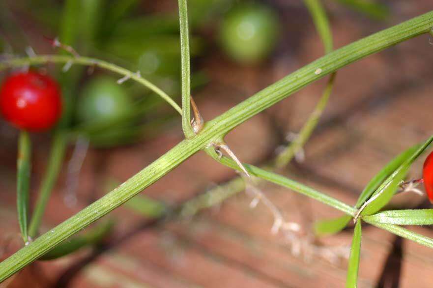 Image of Cwebe asparagus fern