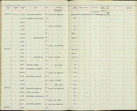 صورة Sporophila nigricollis nigricollis (Vieillot 1823)