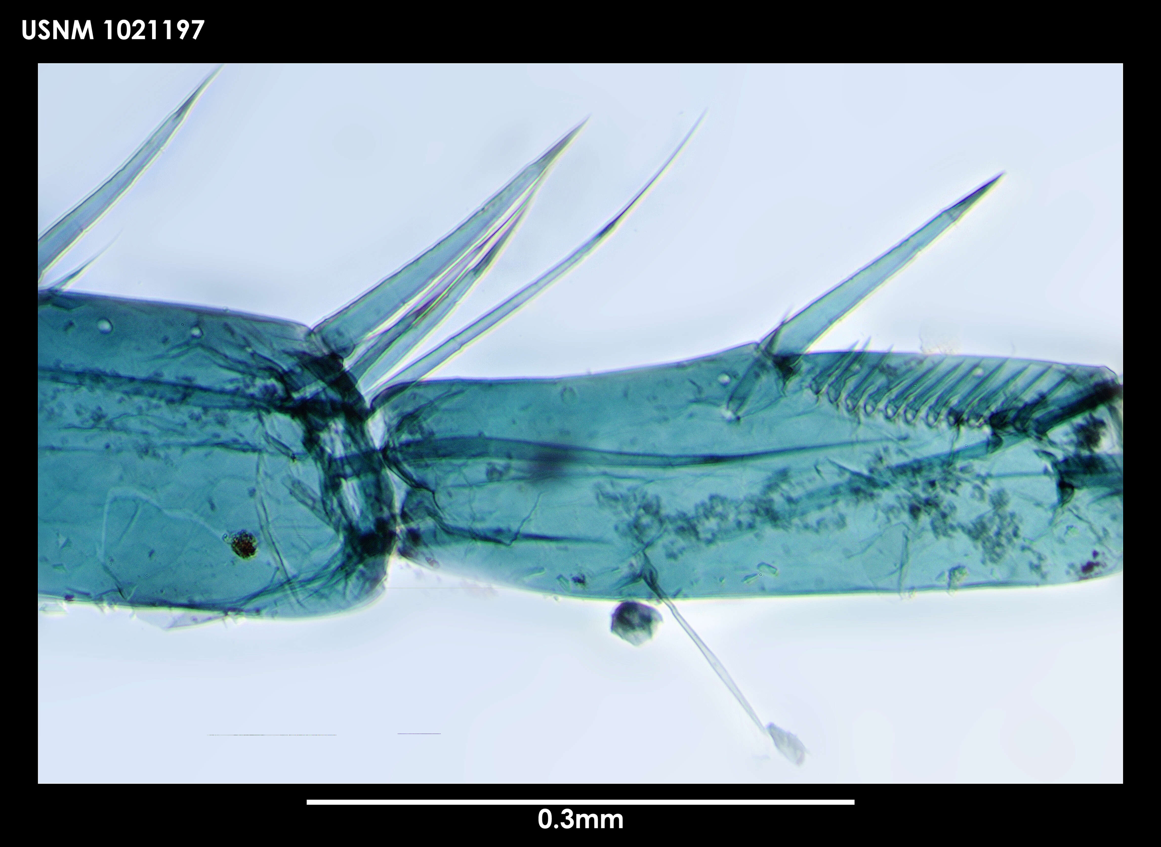 Image of Leviapseudes tenuimanus Blazewicz-Paszkowycz & Larsen 2004