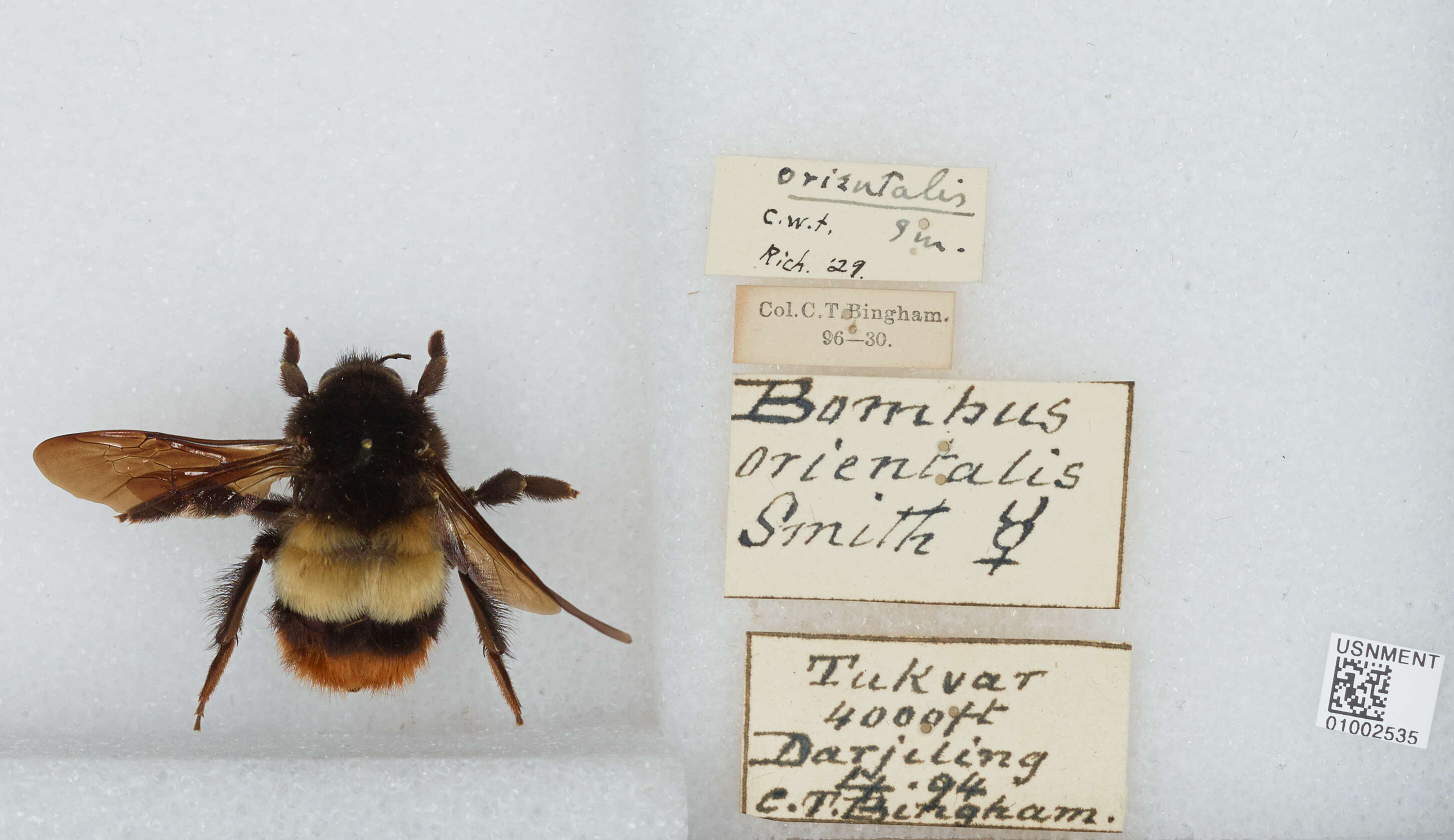 Image of Bombus haemorrhoidalis Smith 1852