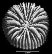 Image of Australocyathus Cairns & Parker 1992