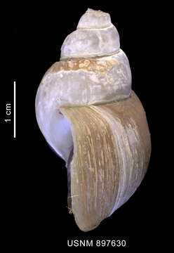 Image of Neobuccinum E. A. Smith 1879