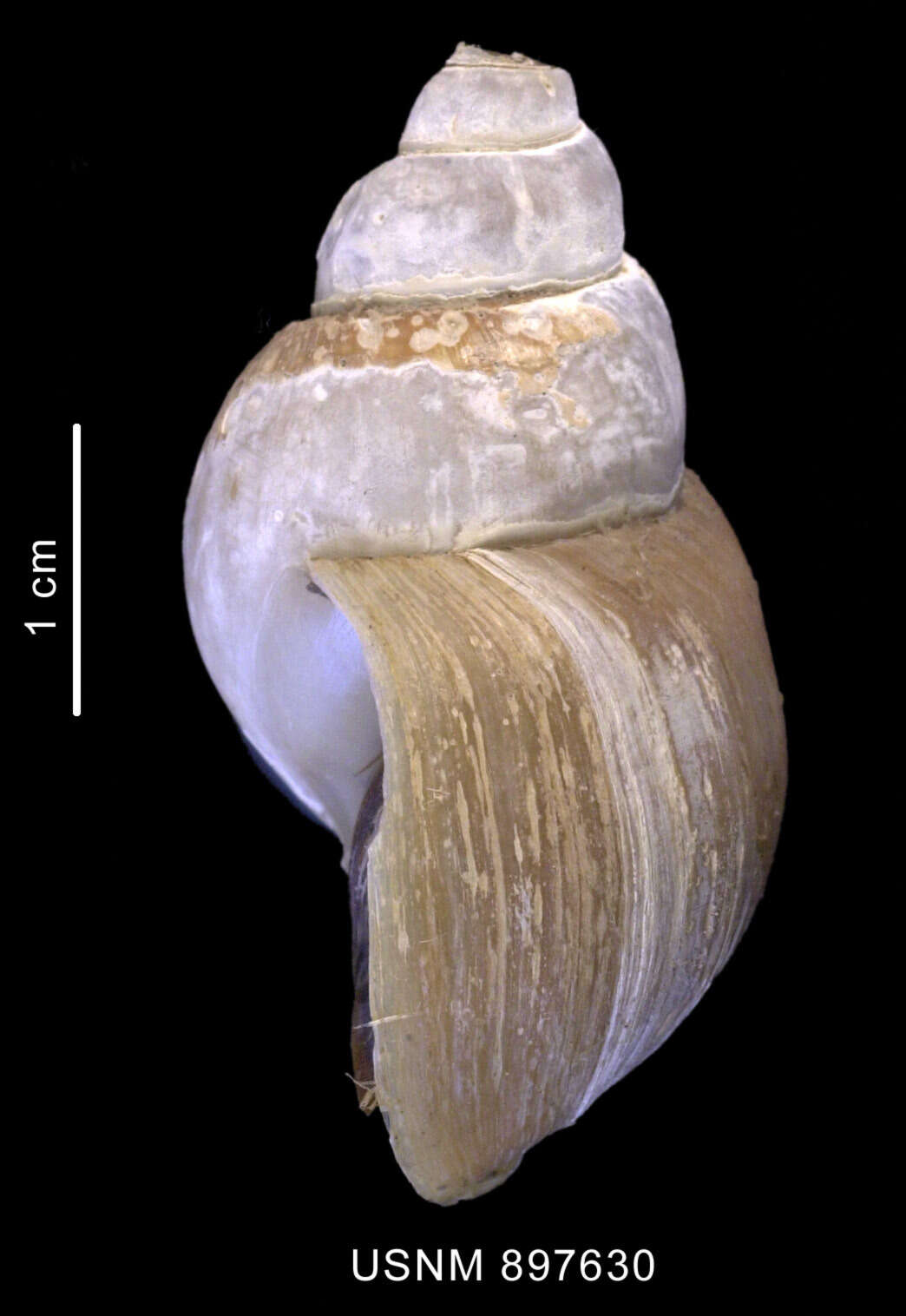 Image of Neobuccinum E. A. Smith 1879