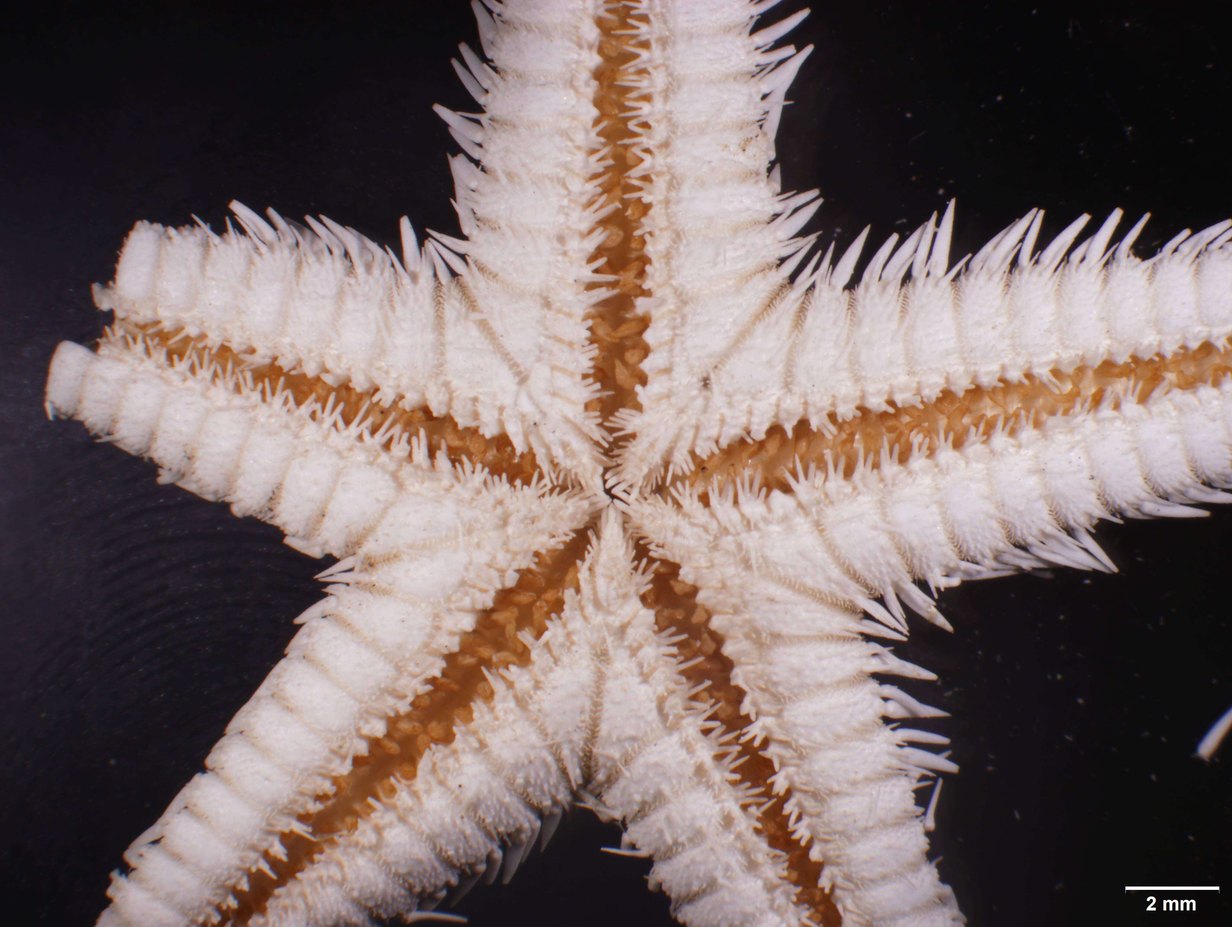 Image of Astropecten cingulatus Sladen 1883