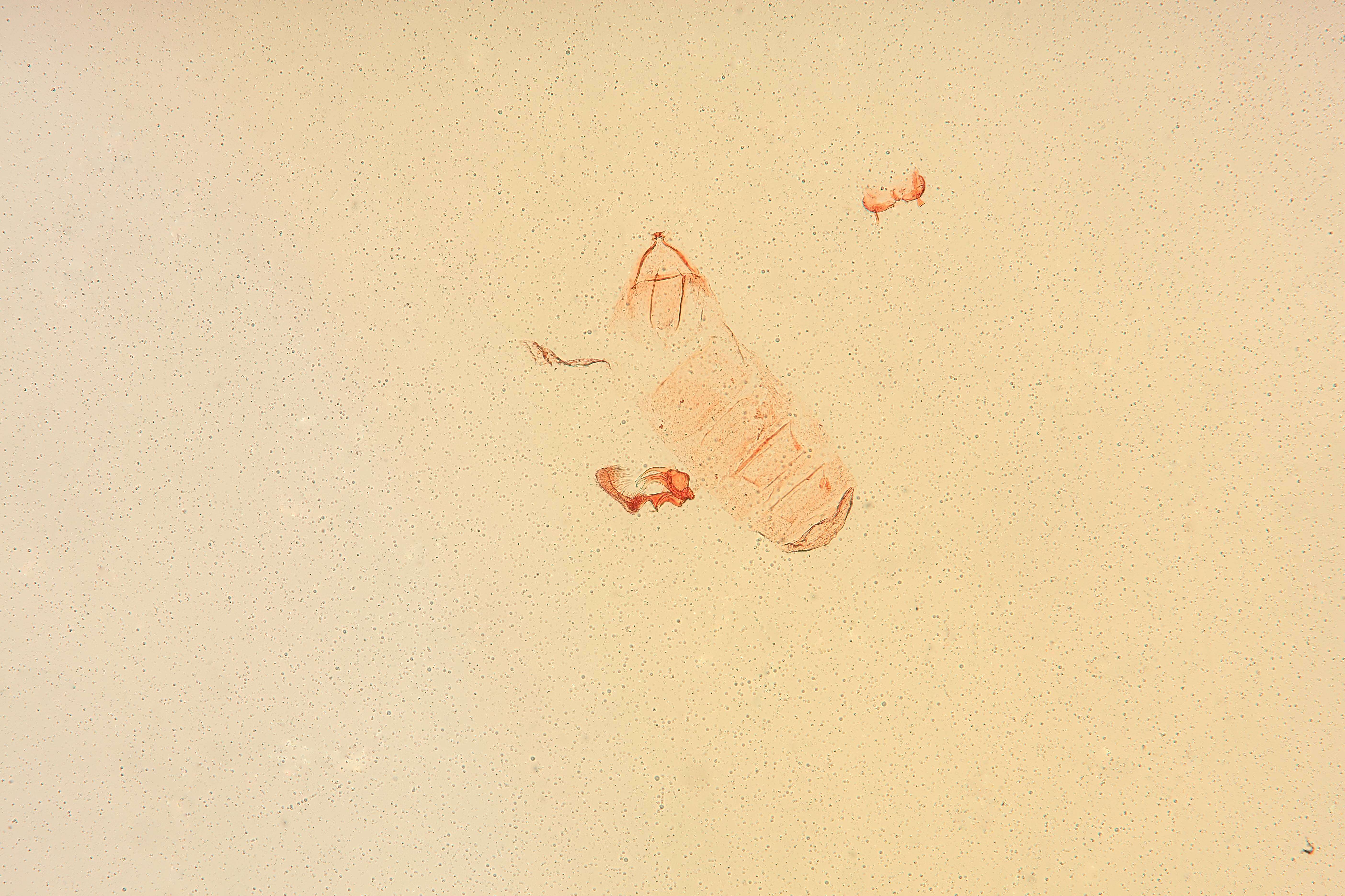 Image of Herlinda fasciola Clarke 1986