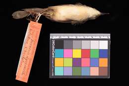 Prinia flaviventris halistona (Oberholser 1912) resmi