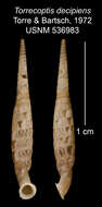 Imagem de Torrecoptis decipiens C. de la Torre & Bartsch 1972