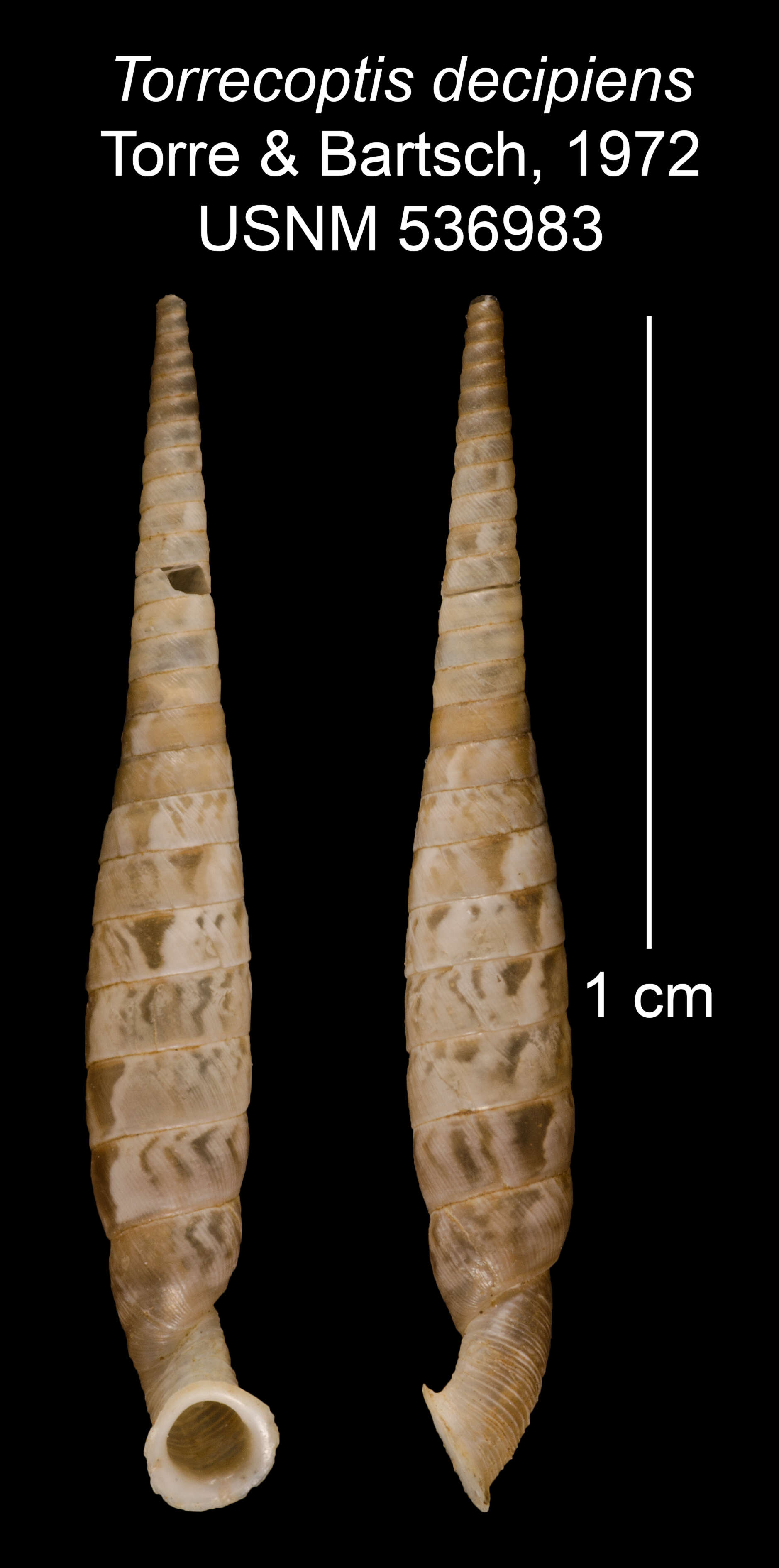 Imagem de Torrecoptis decipiens C. de la Torre & Bartsch 1972