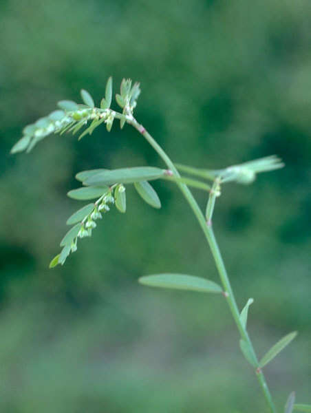 Phyllanthus debilis J. G. Klein ex Willd.的圖片