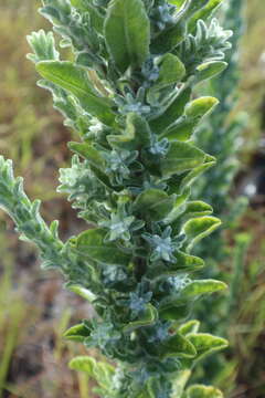 Image of Chrysopsis floridana var. highlandsensis (De Laney & Wunderlin) D. B. Ward