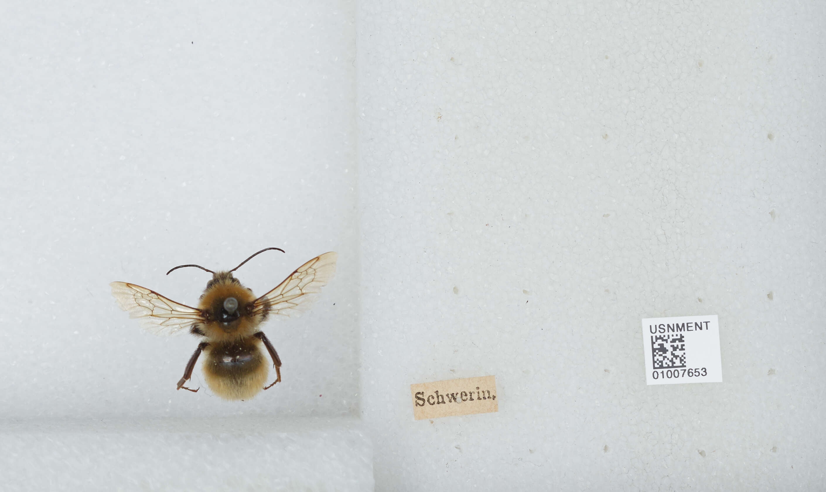 Plancia ëd Bombus distinguendus Morawitz 1869