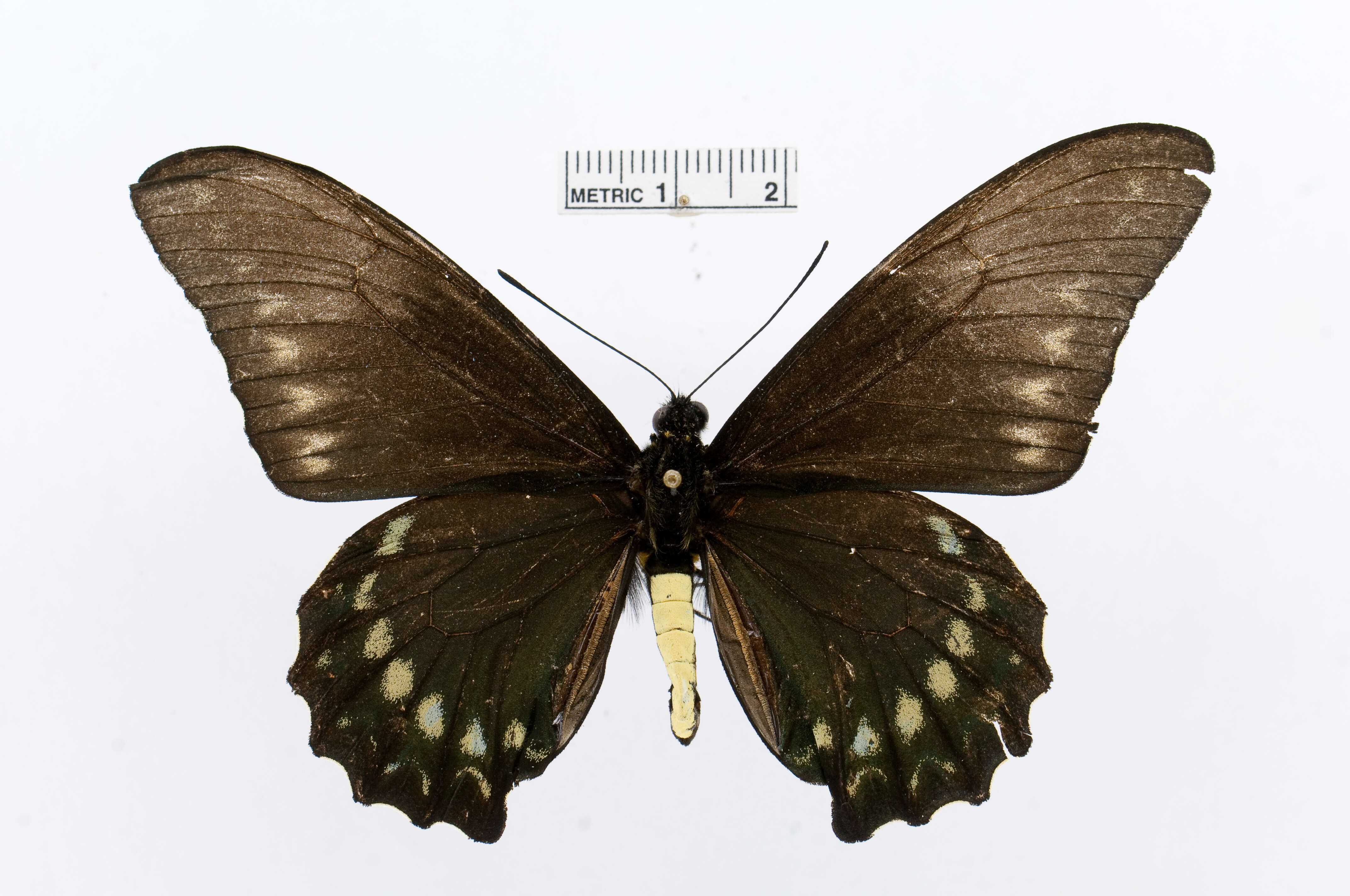 Sivun Battus polystictus (Butler 1874) kuva