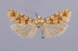 Image of Eucosma bobana Kearfott 1907