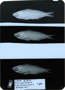 Image of Eucinostomus californiensis elongatus Meek & Hildebrand 1925