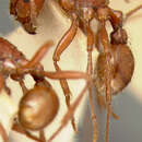 Image of Pogonomyrmex Mayr 1868