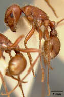 Image of Pogonomyrmex Mayr 1868