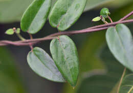 Image of Apocynaceae