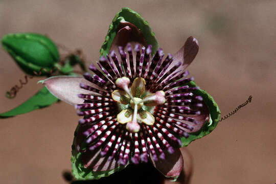 Image de Passiflora laurifolia L.