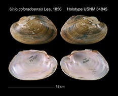 Image of Unio coloradoensis I. Lea 1856
