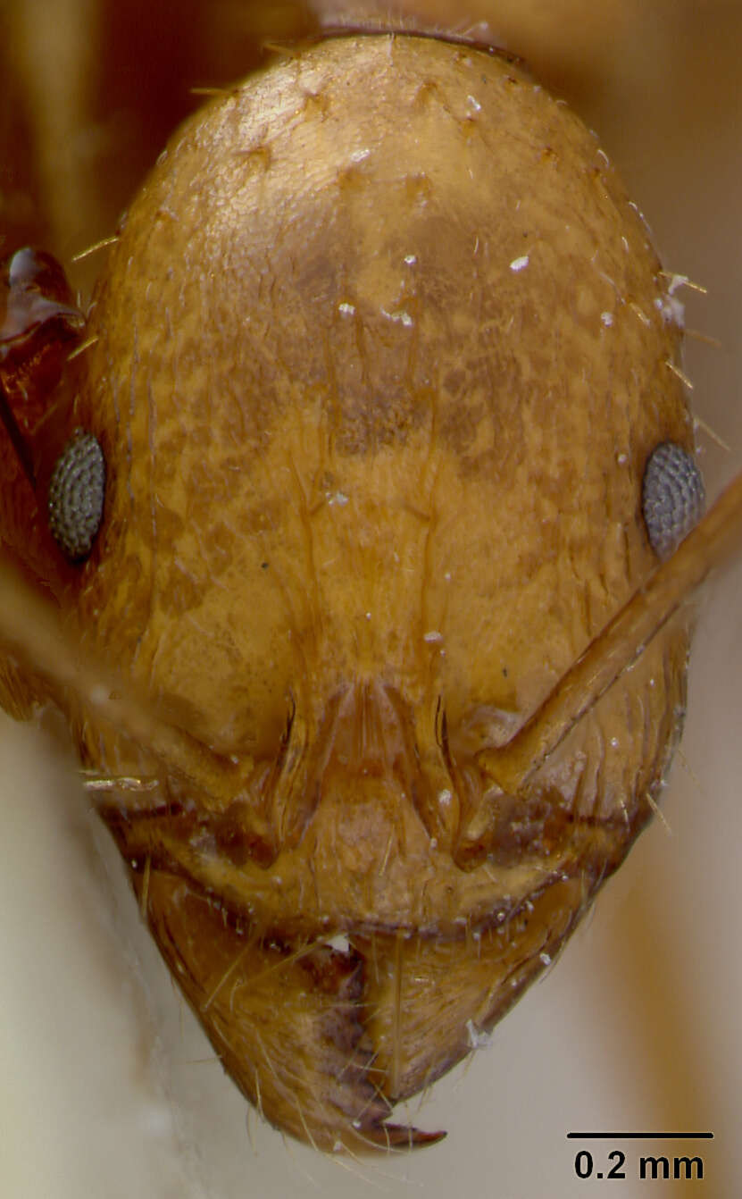 Image de Aphaenogaster kervillei Forel 1910