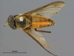 Image of Cydistomyia Taylor 1919