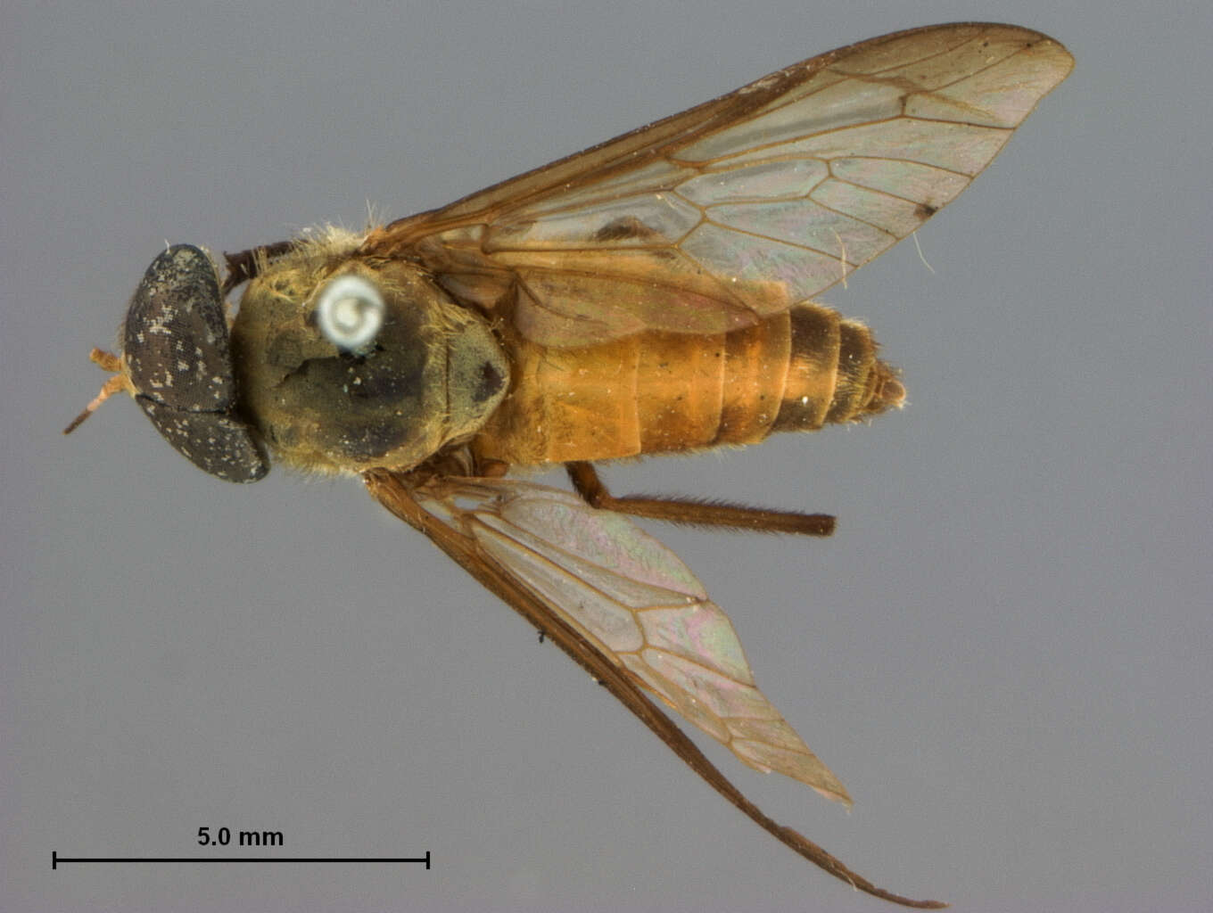 Image of Cydistomyia Taylor 1919