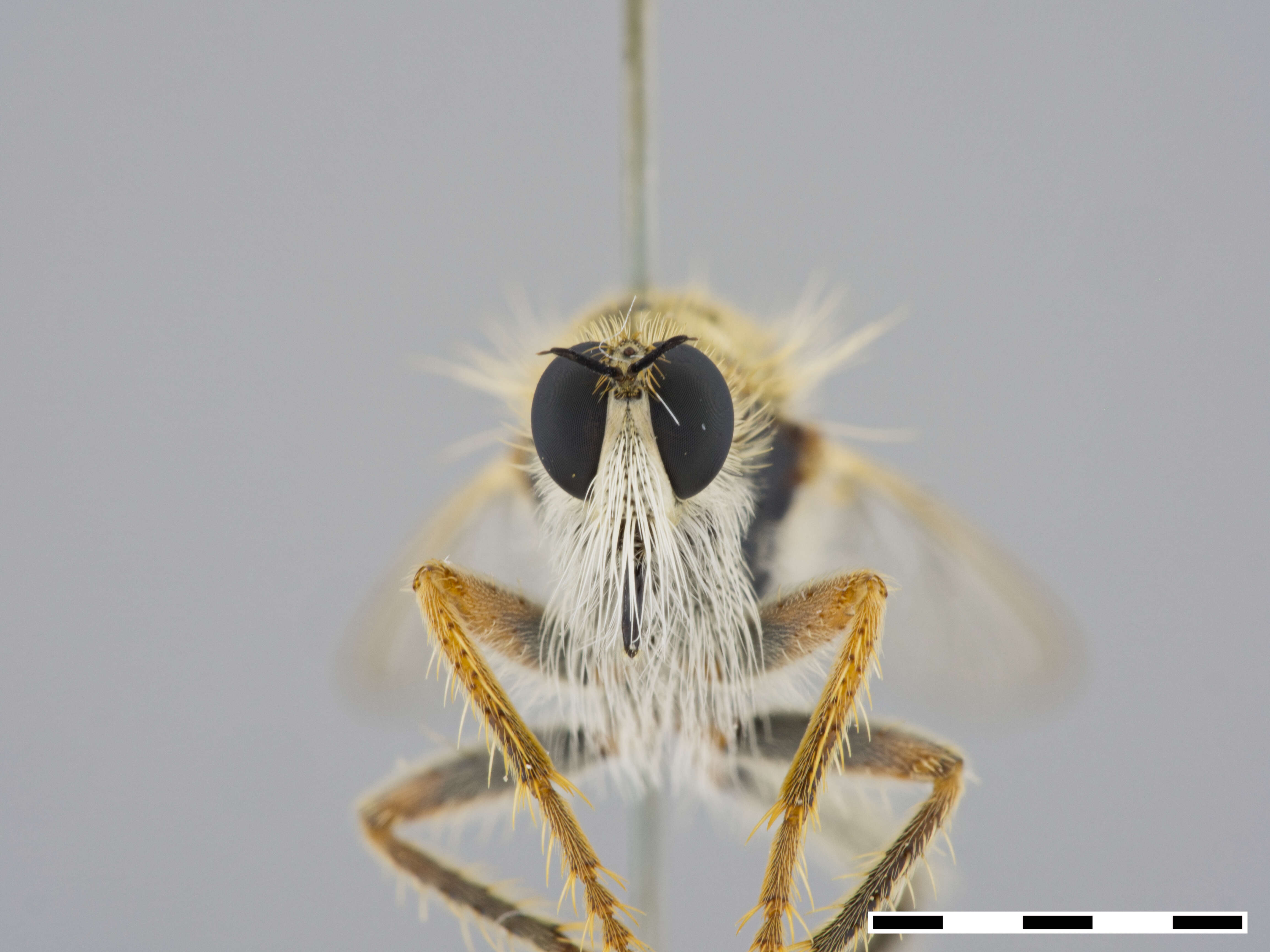 Image of Scleropogon duncani (Bromley 1937)