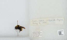 Image of Sonoran Bumble Bee